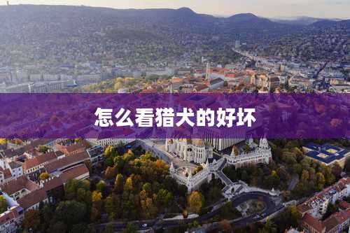 怎么看猎犬的好坏