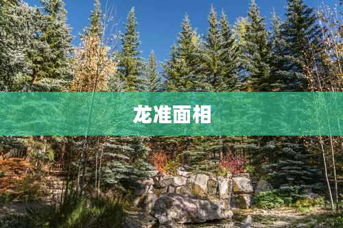 龙准面相