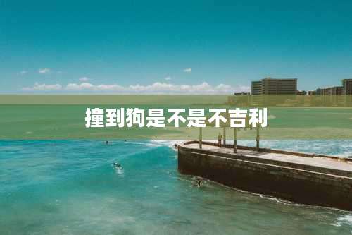 撞到狗是不是不吉利