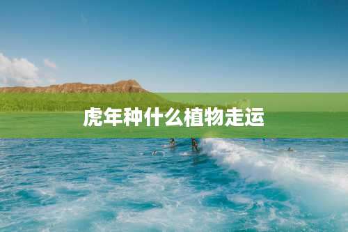 虎年种什么植物走运