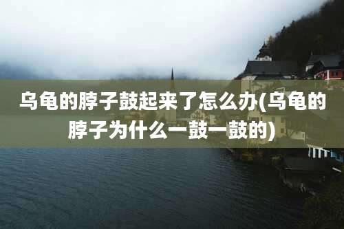 乌龟的脖子鼓起来了怎么办(乌龟的脖子为什么一鼓一鼓的)