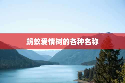 蚂蚁爱情树的各种名称