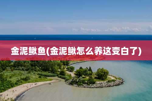 金泥鳅鱼(金泥鳅怎么养这变白了)