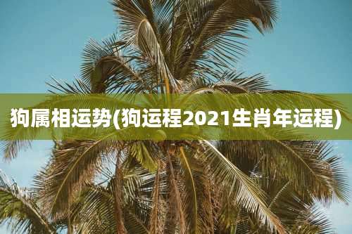 狗属相运势(狗运程2021生肖年运程)