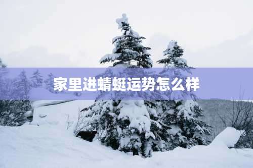 家里进蜻蜓运势怎么样