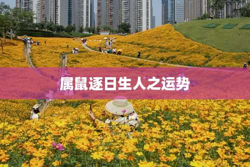 属鼠逐日生人之运势