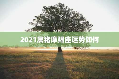 2021属猪摩羯座运势如何
