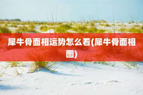 犀牛骨面相运势怎么看(犀牛骨面相图)