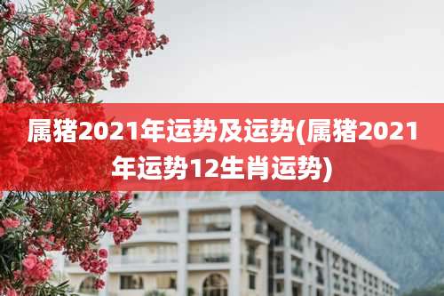 属猪2021年运势及运势(属猪2021年运势12生肖运势)