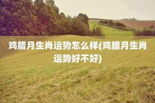 鸡腊月生肖运势怎么样(鸡腊月生肖运势好不好)