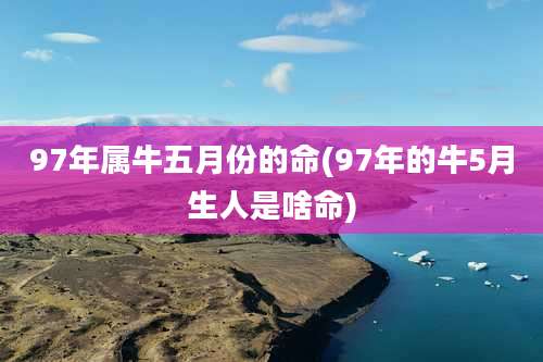 97年属牛五月份的命(97年的牛5月生人是啥命)