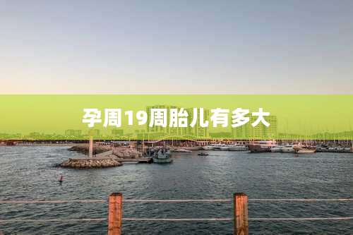 孕周19周胎儿有多大