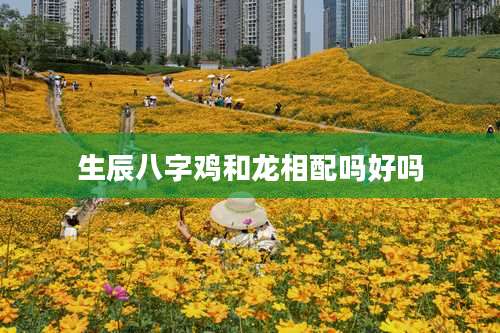 生辰八字鸡和龙相配吗好吗