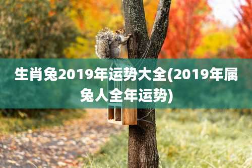 生肖兔2019年运势大全(2019年属兔人全年运势)