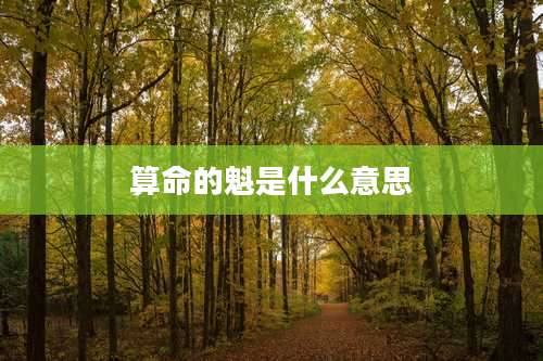 算命的魁是什么意思