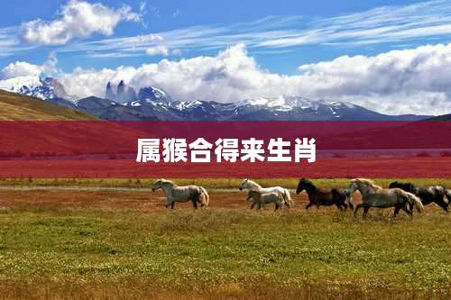 属猴合得来生肖