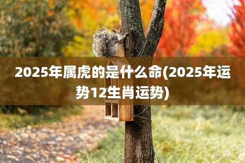 2025年属虎的是什么命(2025年运势12生肖运势)
