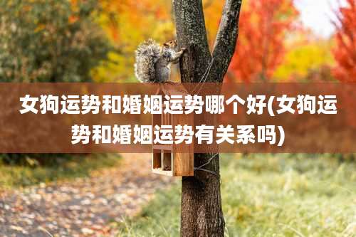 女狗运势和婚姻运势哪个好(女狗运势和婚姻运势有关系吗)