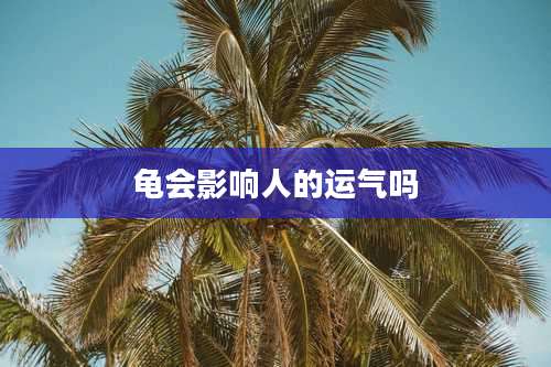龟会影响人的运气吗
