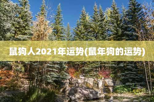 鼠狗人2021年运势(鼠年狗的运势)