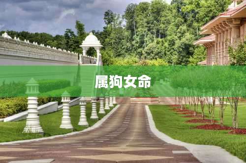 属狗女命