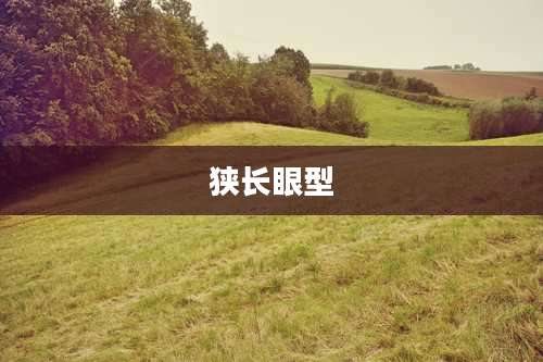 狭长眼型