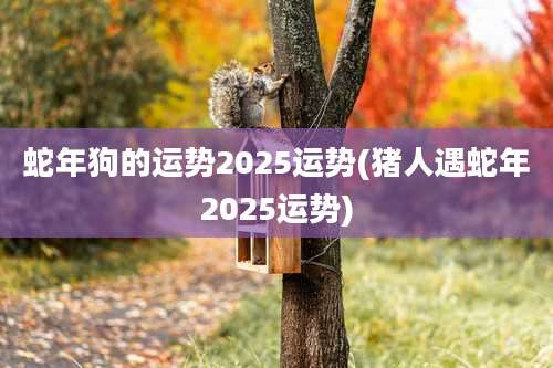 蛇年狗的运势2025运势(猪人遇蛇年2025运势)