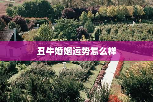 丑牛婚姻运势怎么样