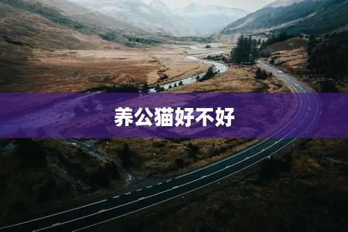 养公猫好不好