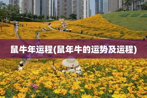 鼠牛年运程(鼠年牛的运势及运程)