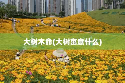 大树木命(大树寓意什么)