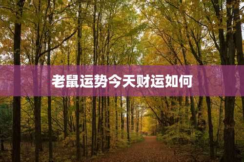 老鼠运势今天财运如何
