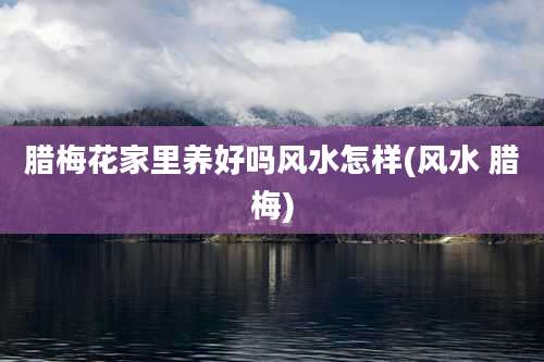 腊梅花家里养好吗风水怎样(风水 腊梅)