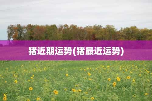 猪近期运势(猪最近运势)