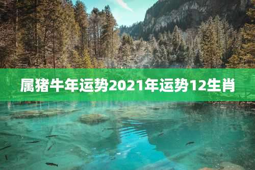 属猪牛年运势2021年运势12生肖