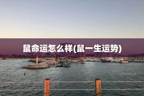鼠命运怎么样(鼠一生运势)