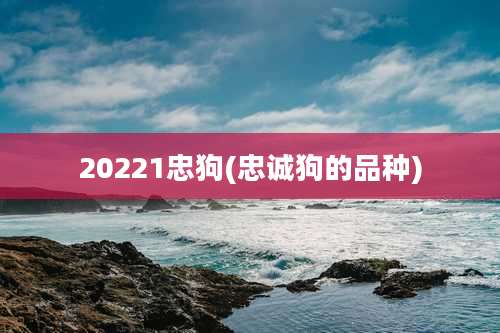 20221忠狗(忠诚狗的品种)