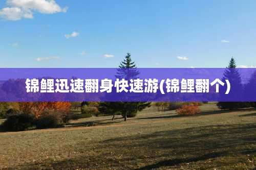 锦鲤迅速翻身快速游(锦鲤翻个)