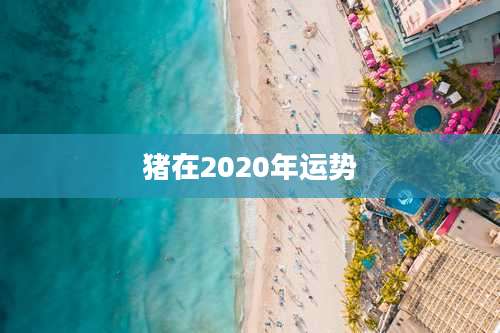 猪在2020年运势