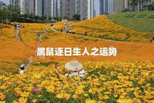 属鼠逐日生人之运势