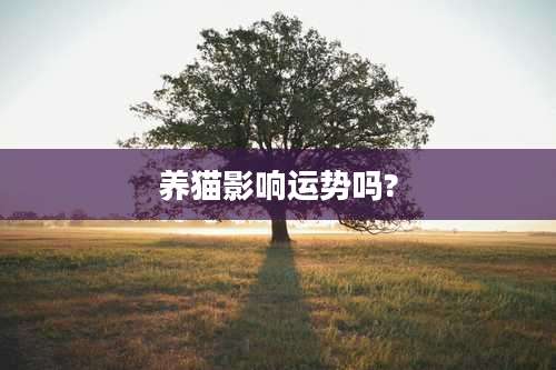 养猫影响运势吗?