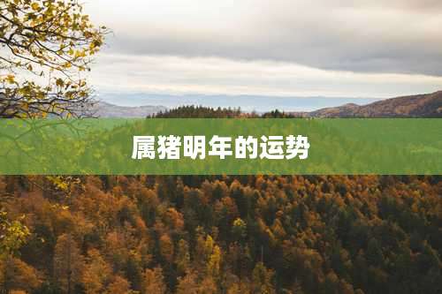 属猪明年的运势