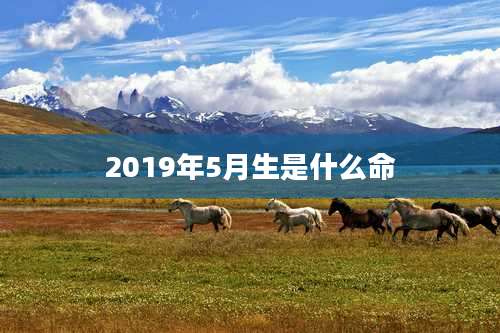 2019年5月生是什么命