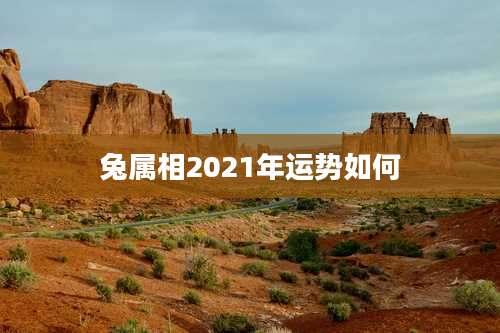 兔属相2021年运势如何
