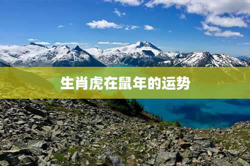 生肖虎在鼠年的运势