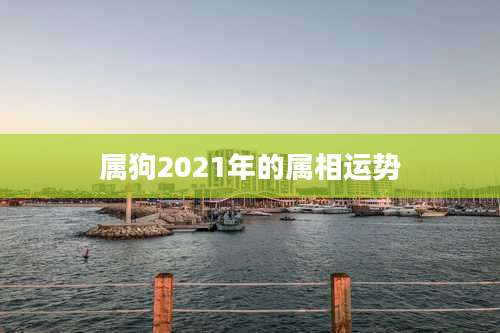 属狗2021年的属相运势