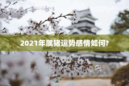 2021年属猪运势感情如何?
