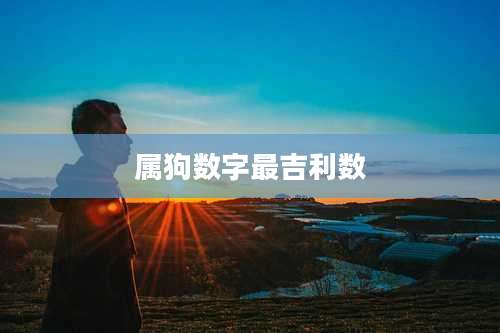 属狗数字最吉利数