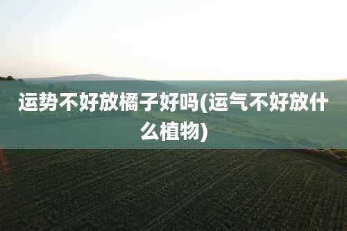 运势不好放橘子好吗(运气不好放什么植物)