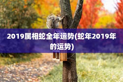 2019属相蛇全年运势(蛇年2019年的运势)